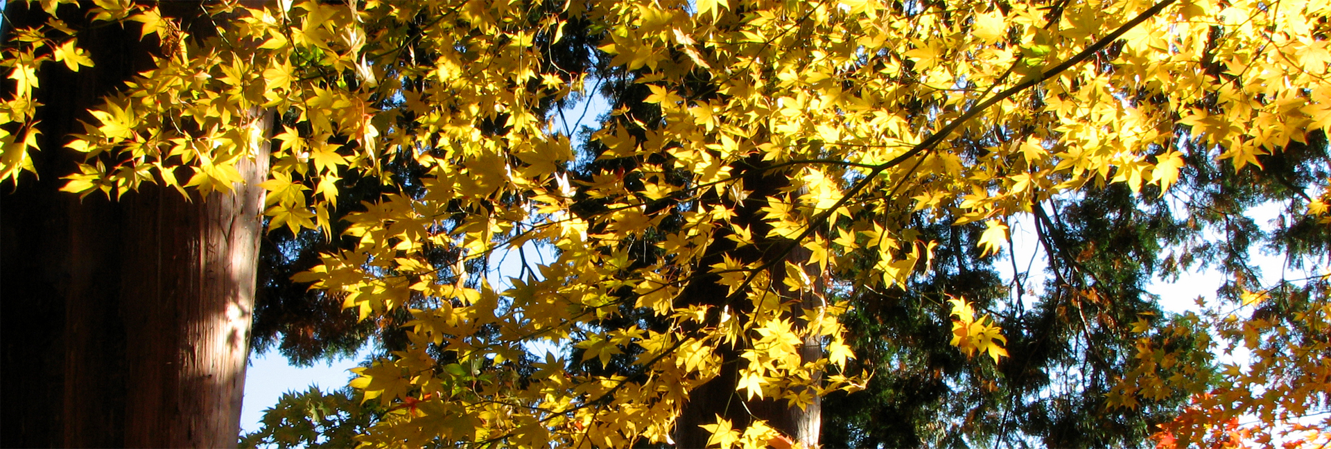 真言宗智山派 柏尾山 大善寺